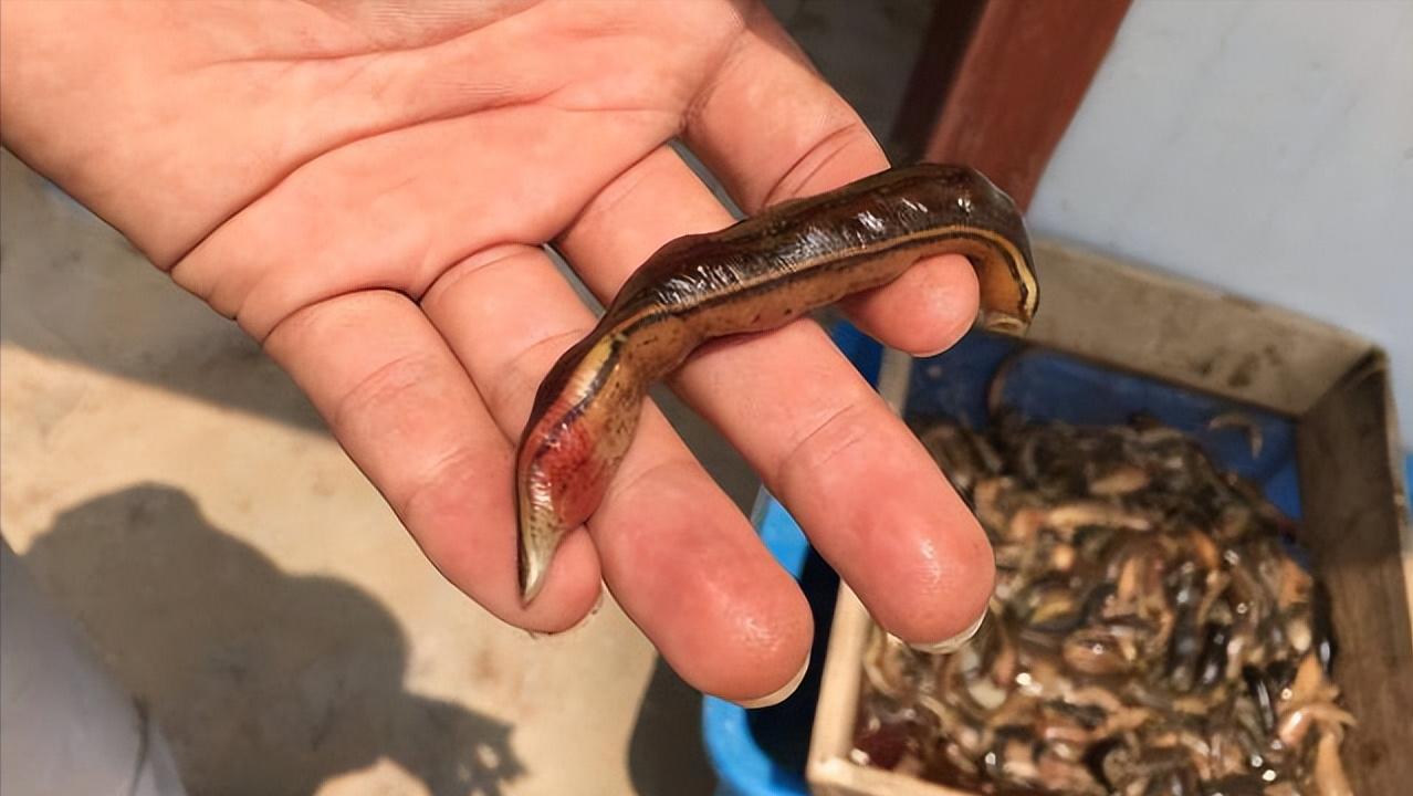 水蛭龙虾自繁自养,自繁自养水蛭