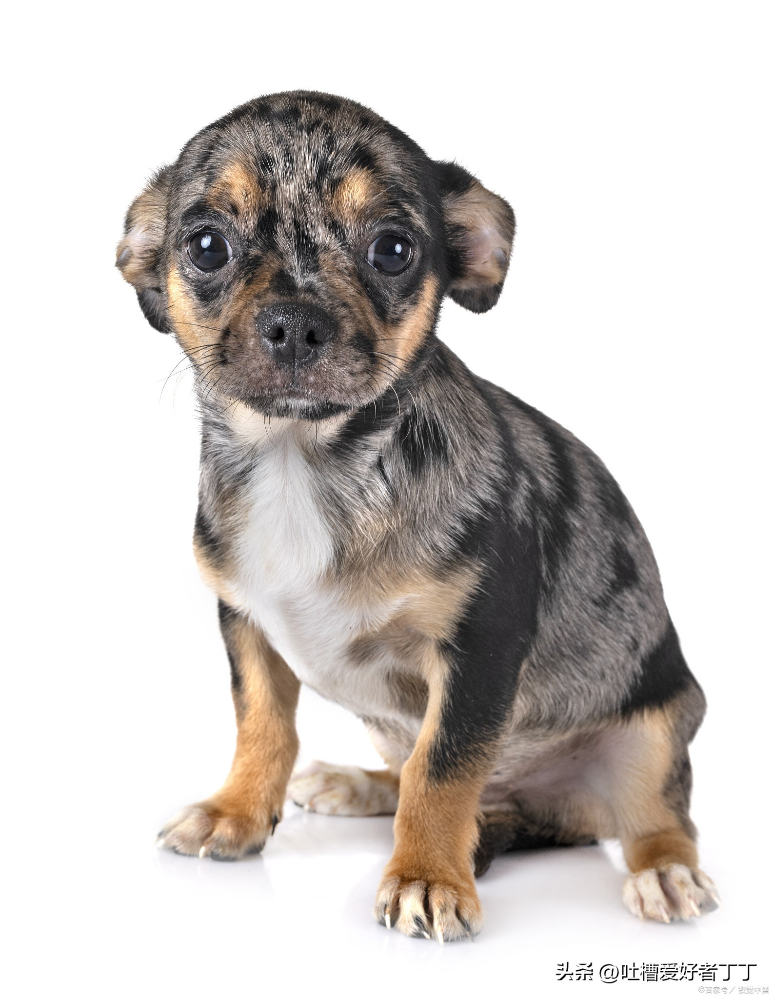 女生分手后养狗的心理,喜欢养狗的女生人品怎样