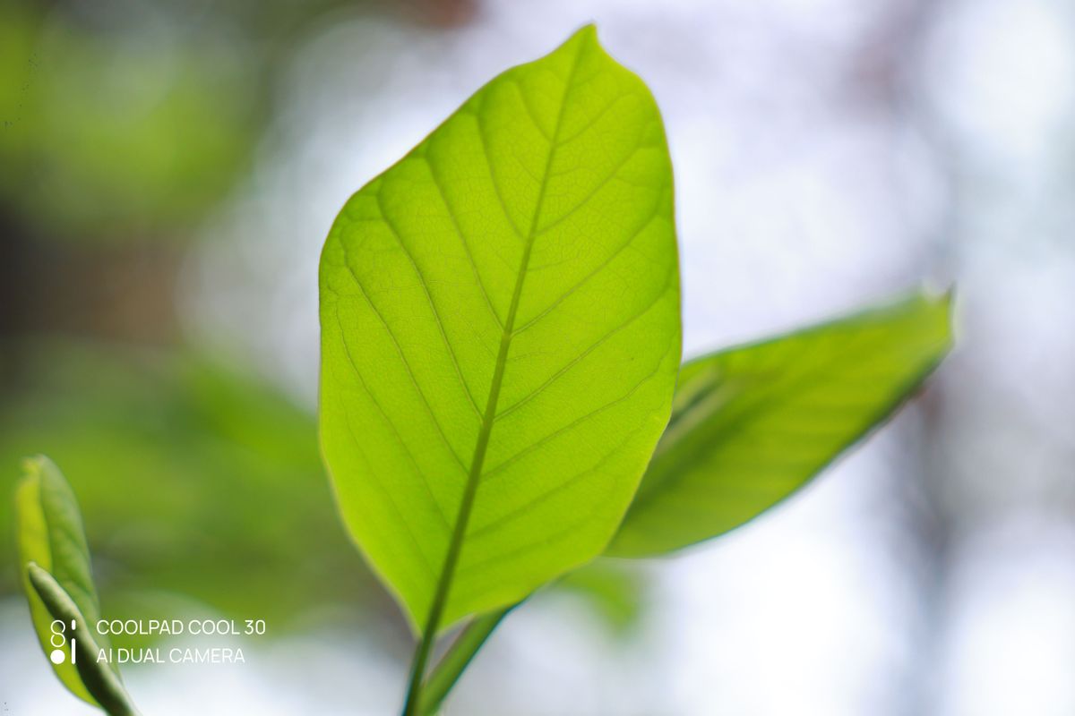 酷派cool30缺点,酷派cool30外观介绍