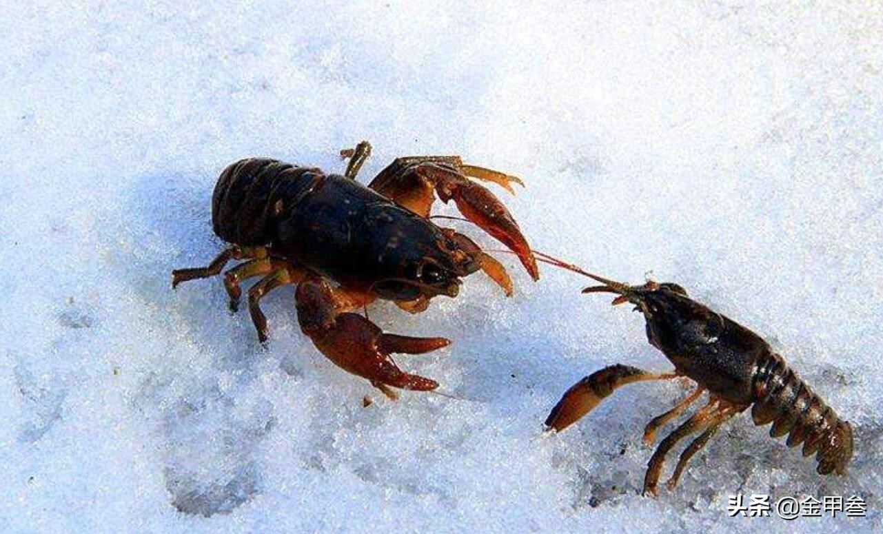 正宗老东北美食,二十多年的老东北美食