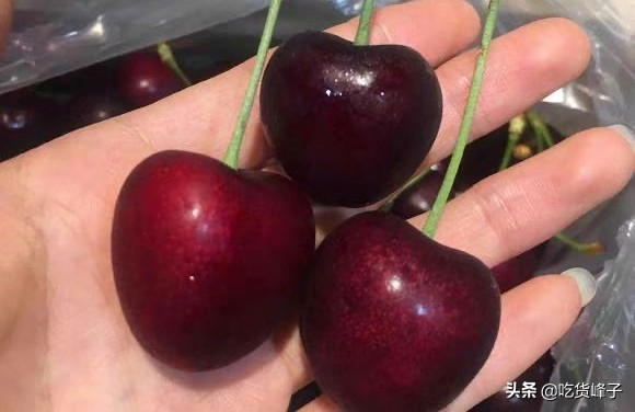 车厘子和大樱桃叶子区分,车厘子和樱桃分不清