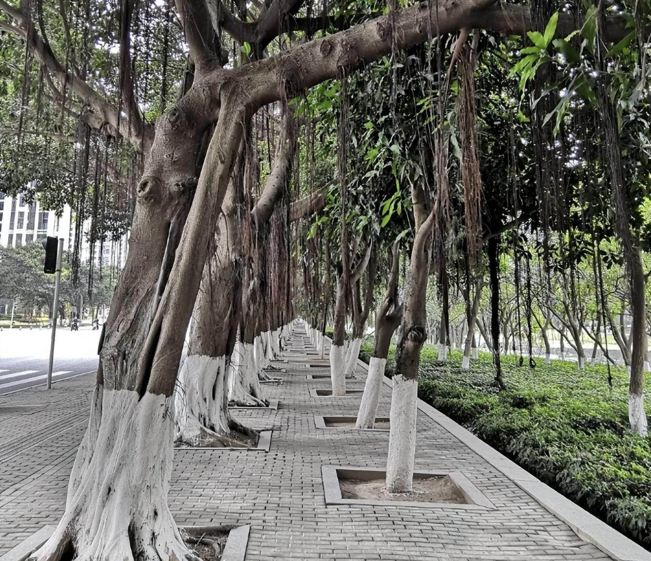 阴树别种四种坏风水,这五棵树千万不要种在家门口