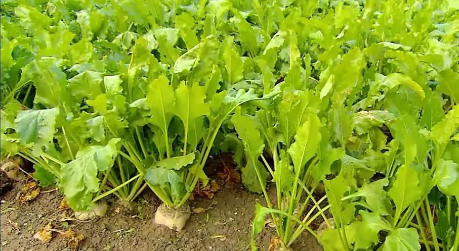 甜菜白糖和甘蔗白糖的价格区别,甘蔗和甜菜提炼的白糖哪个好