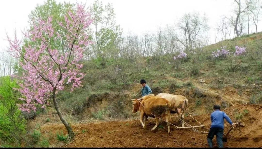 优美耕田诗词,春耕田园唯美诗句