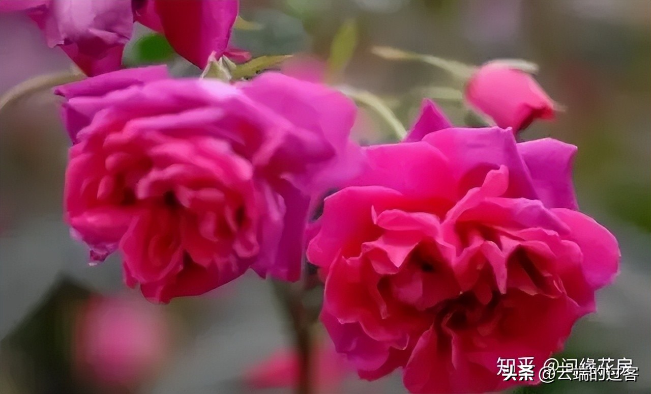 1到99朵玫瑰的含义图片,1到99朵玫瑰花语是什么