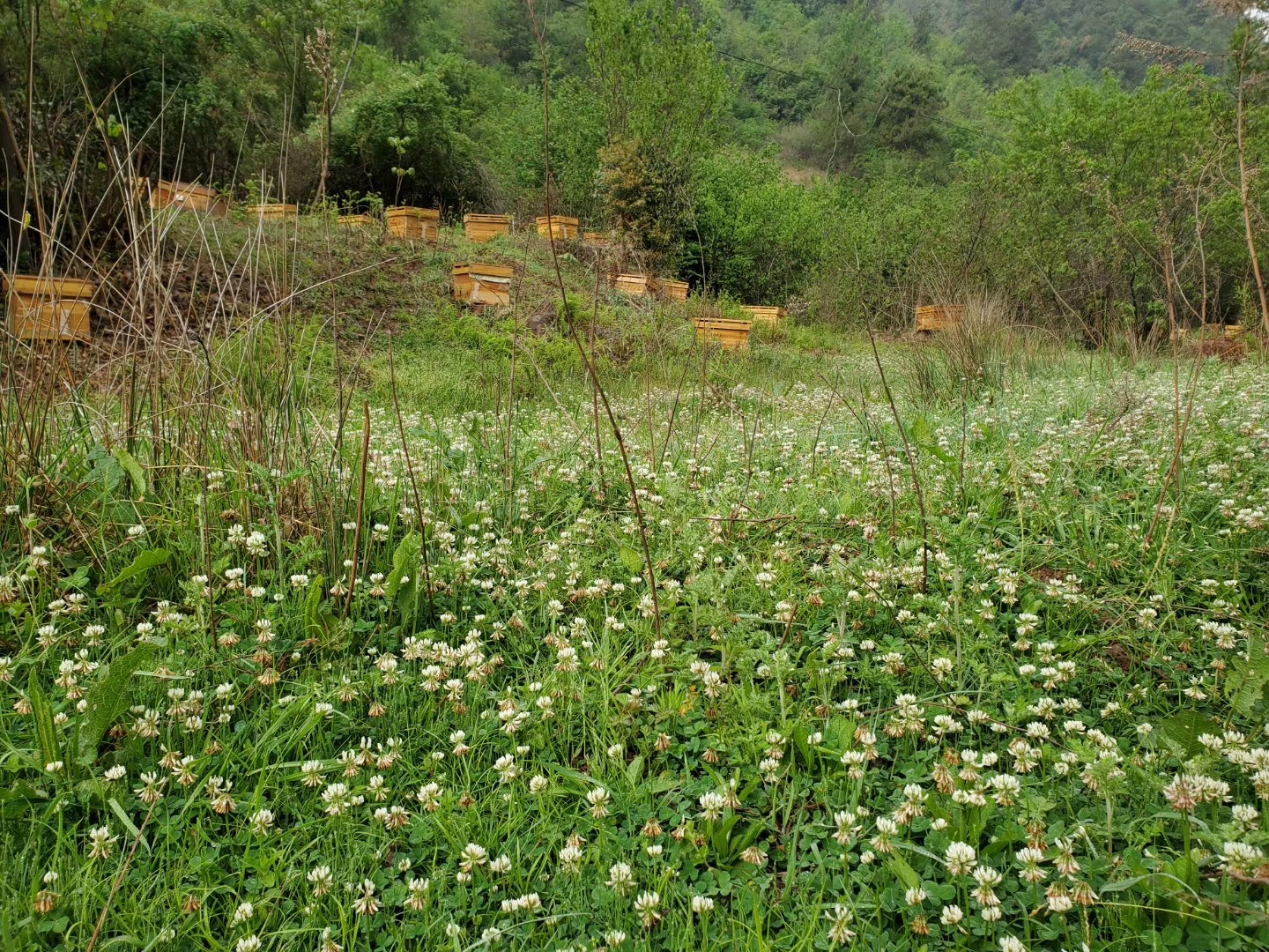 发展中蜂产业助推乡村振兴,养蜂产业如何跟上乡村振兴的步伐