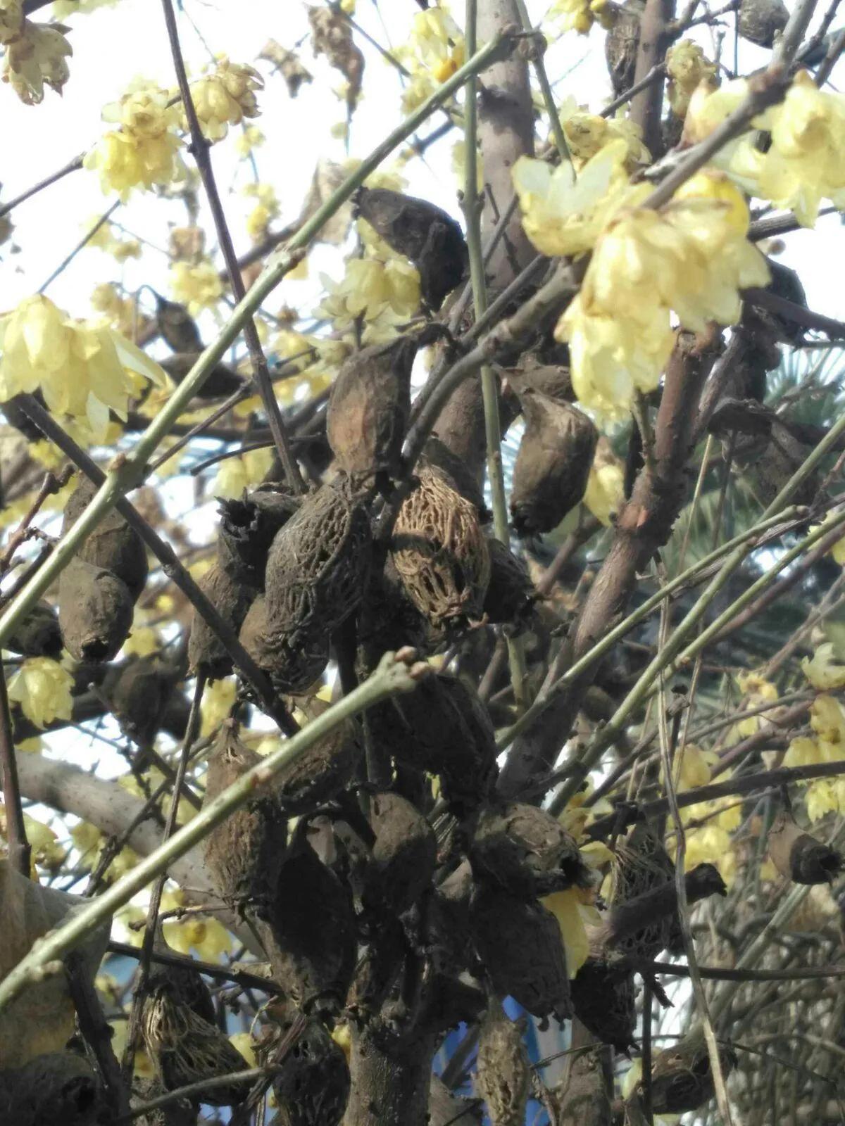古诗中的梅花是腊梅吗,赞美腊梅与梅花的诗句