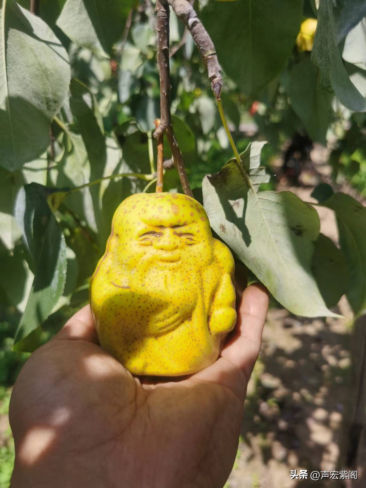 河北赵县大学生回家种出有机梨,回村创业种植苹果梨前景怎么样