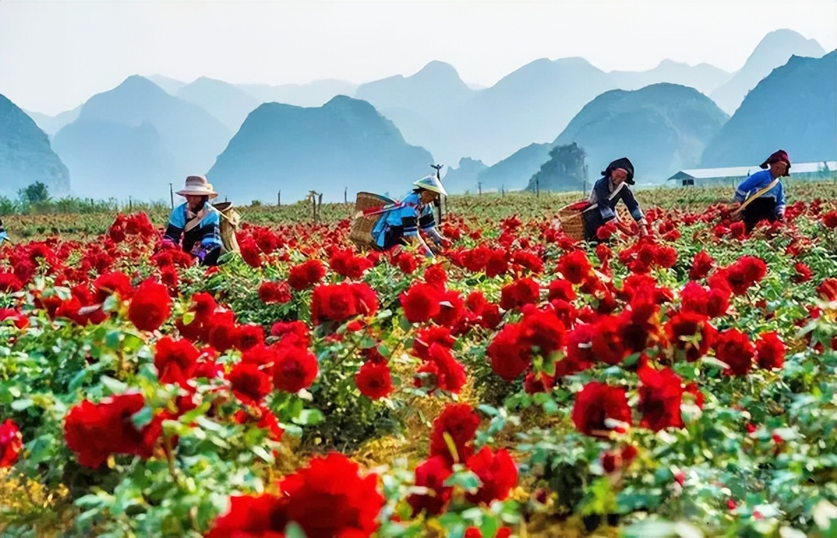 佛山出发广西五日四夜旅游攻略,广州出发云南4天自由行攻略