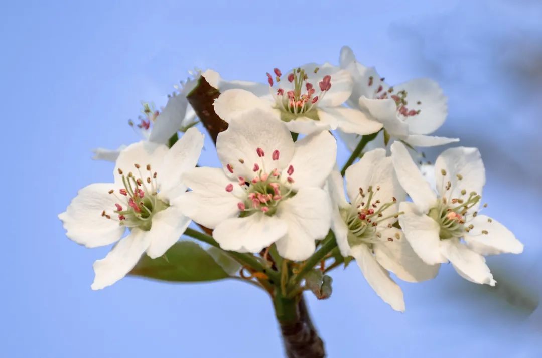 春天来了，“痴花”的您，来彩云之南做个“花吃”吧