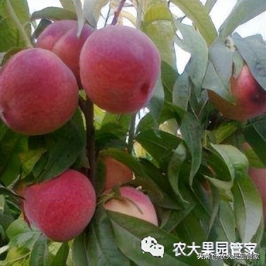 优质果树苗木品种介绍,最好的新品种苹果苗木