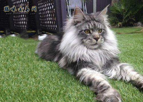 不建议新手养缅因,不养缅因猫的6个理由太可怕了