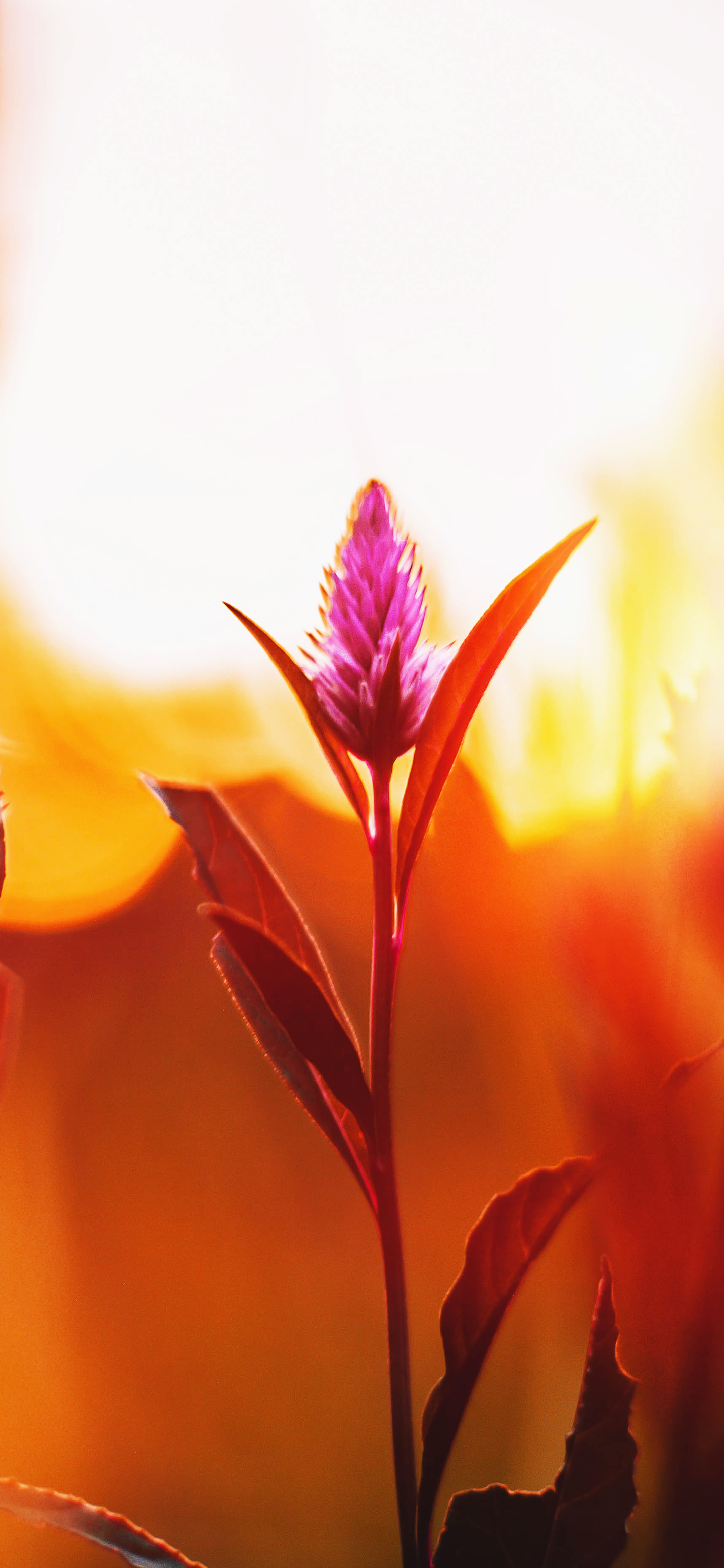 绿色全屏8k裸眼5d壁纸植物,绿色植物图片唯美高清壁纸