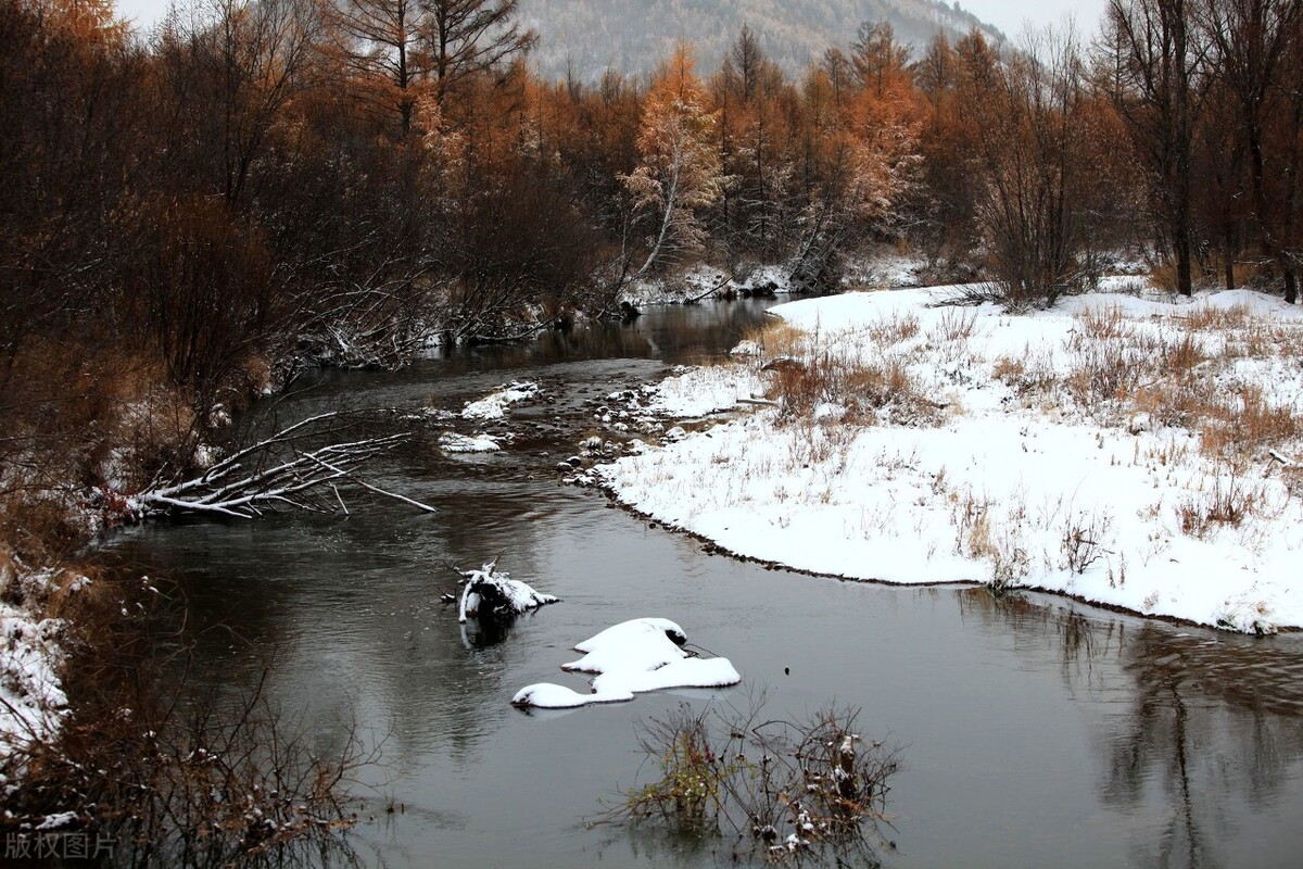 纯正大兴安岭野生榛子,野生榛子大兴安岭
