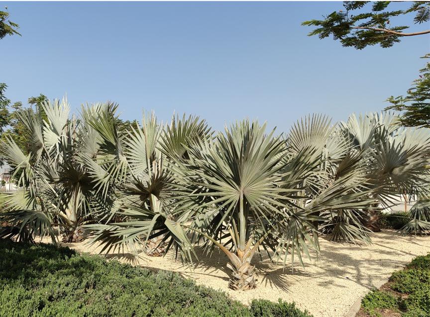 迪拜适合养什么植物,迪拜常见花草