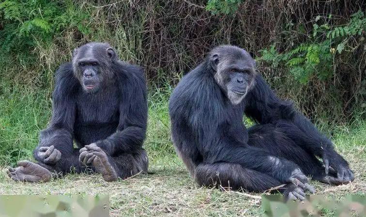 动物园的猩猩感染烟瘾,母猩猩染上烟瘾