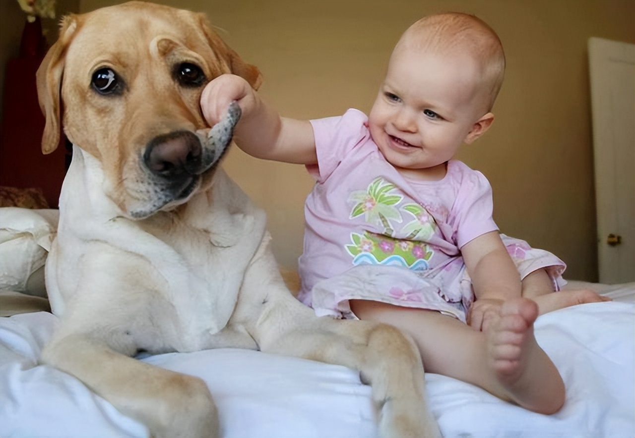 哪个品种的狗狗又好养又乖巧懂事,建议新手养的10种便宜狗狗不掉毛