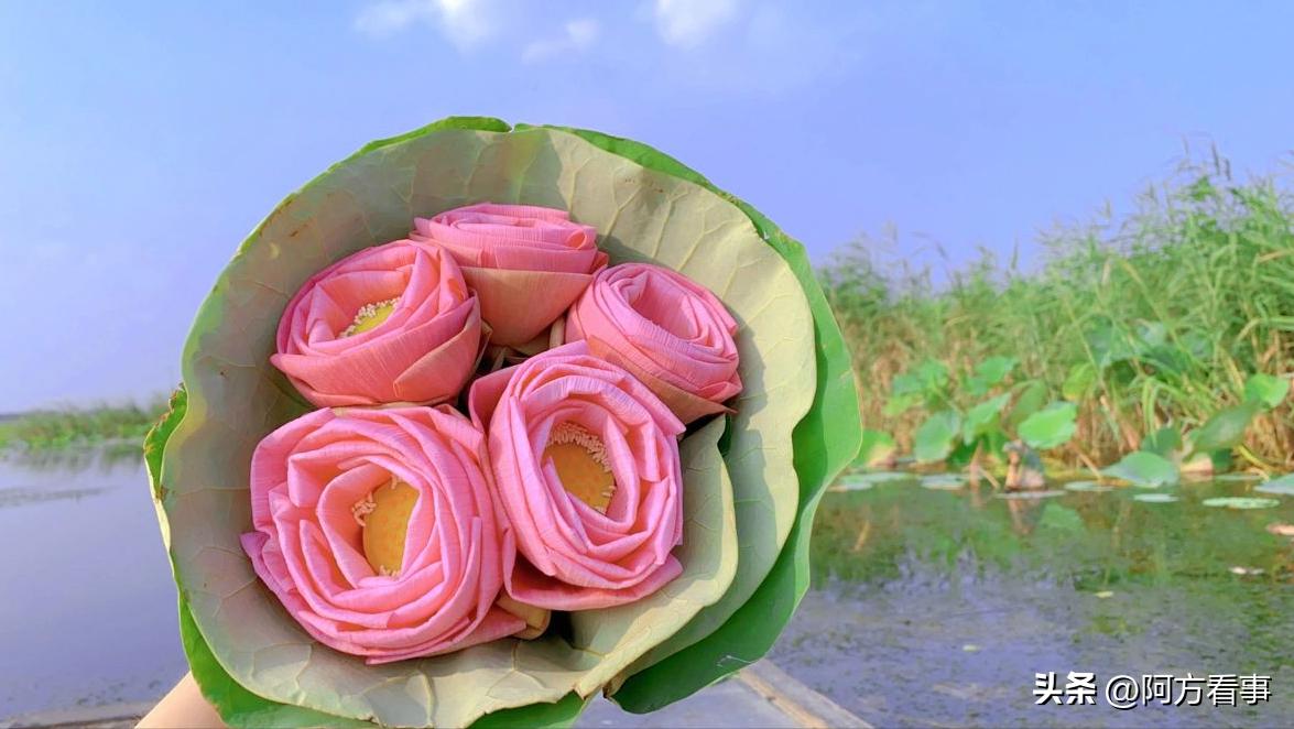 山东旅游推荐微山湖旅游区,微山湖5a景区