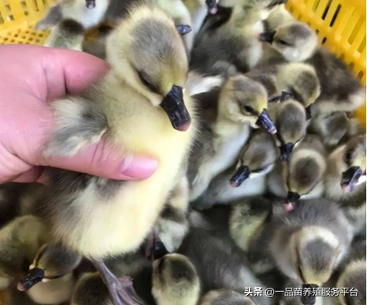 鹅价单日降幅超过26%，鸭价鹅价双双创下新低，水禽养殖业怎么了