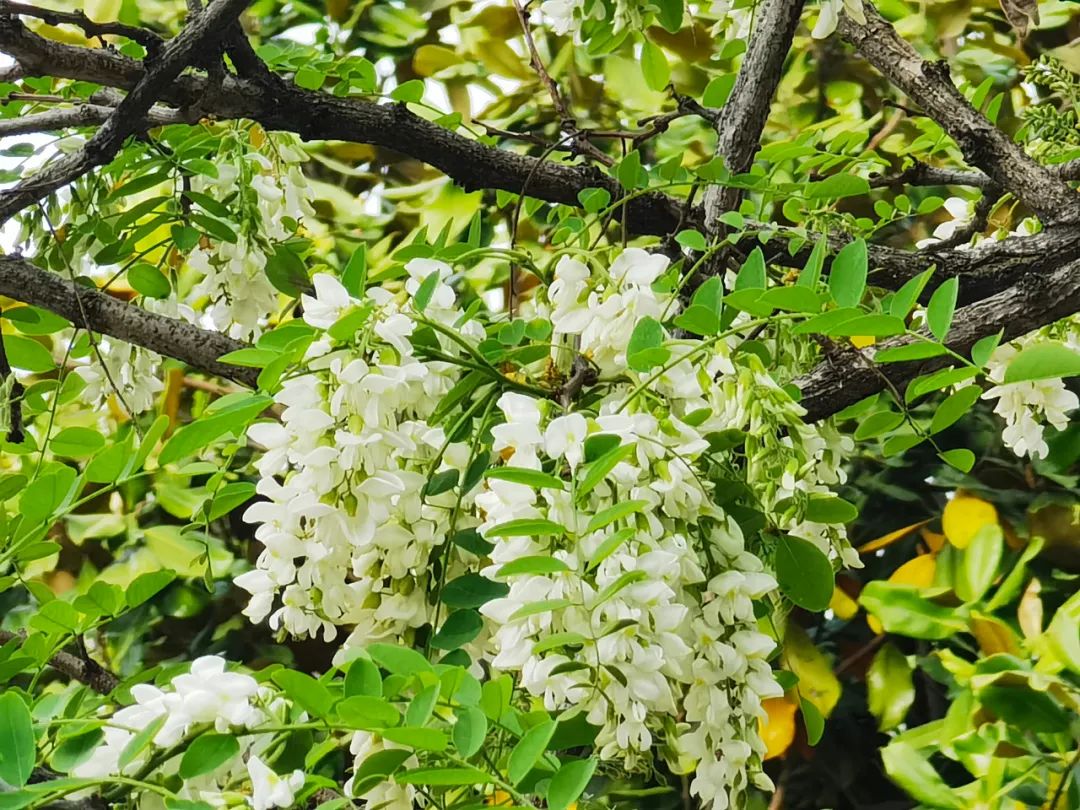 271教育|芳菲万里等你相遇——第一山无限*光春**好