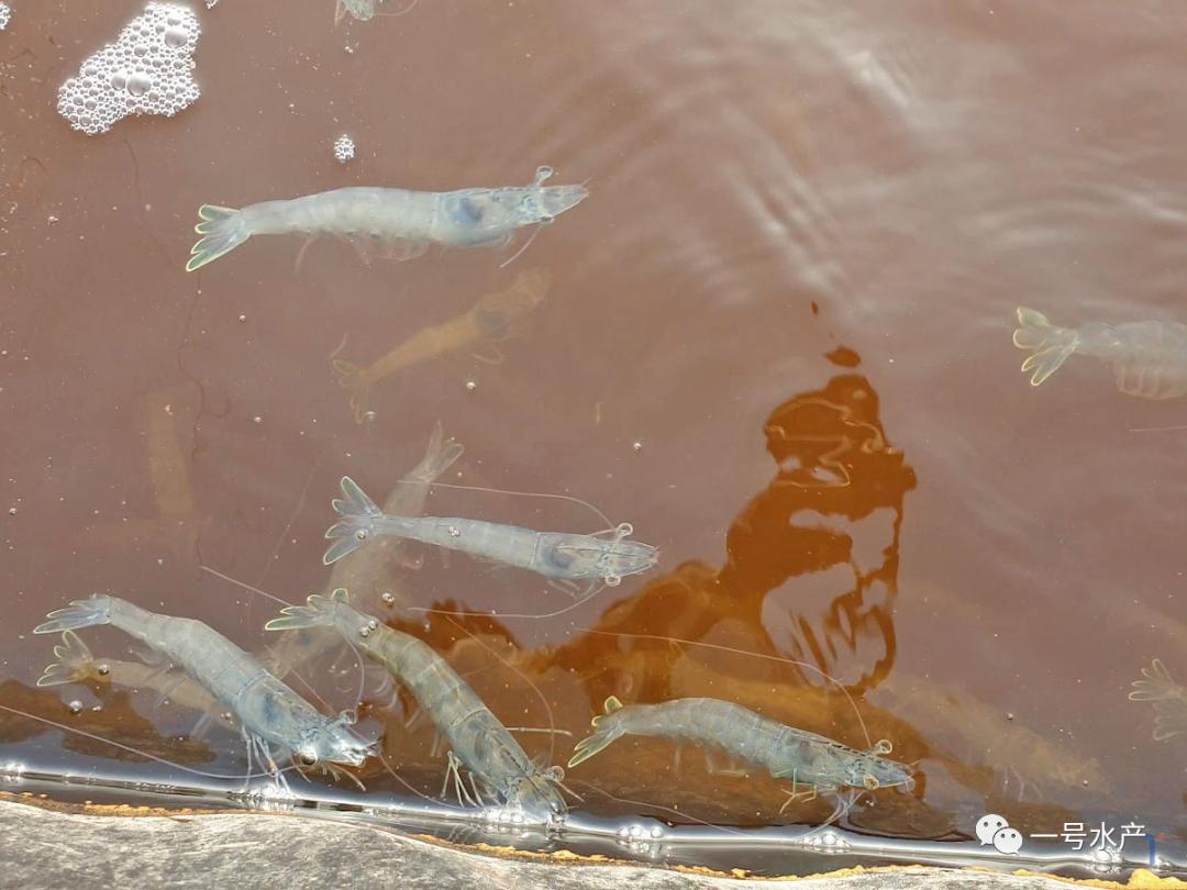 养虾100%成功,养虾30天视频