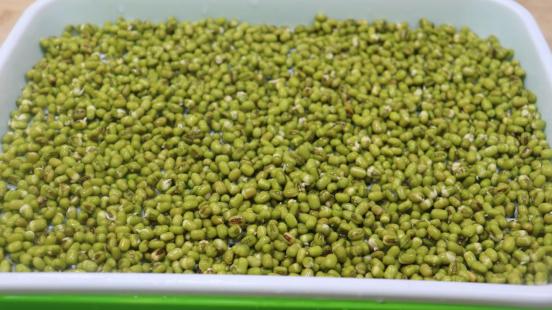 绿豆烫一下能发芽吗,绿豆用开水烫一下