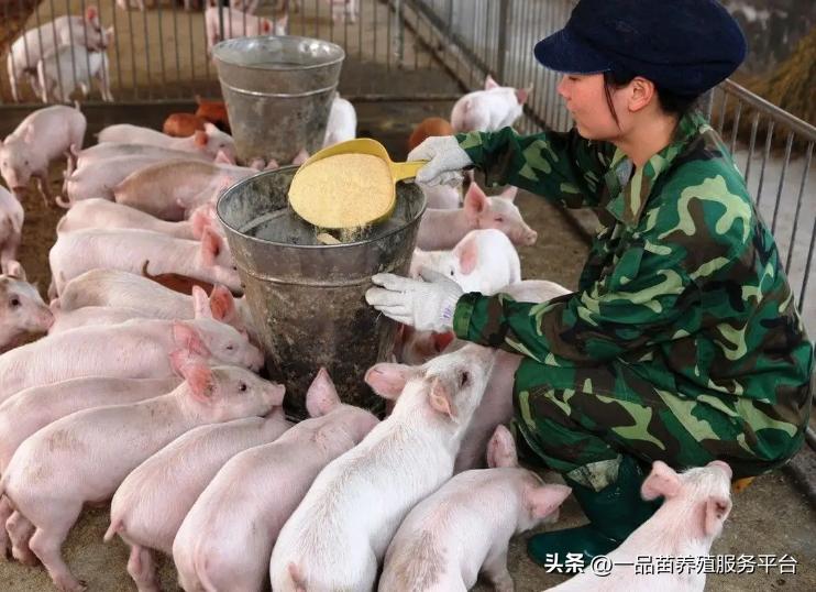 想创业搞养殖怎么样办养殖证,农村做种植或养殖可以年入百万