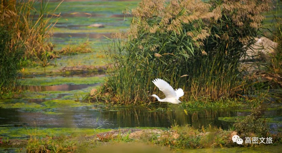 潍坊东亚文化之都,山东潍坊高密的古城
