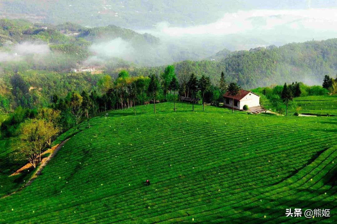 毛尖茶的传说故事简介,毛尖茶小故事