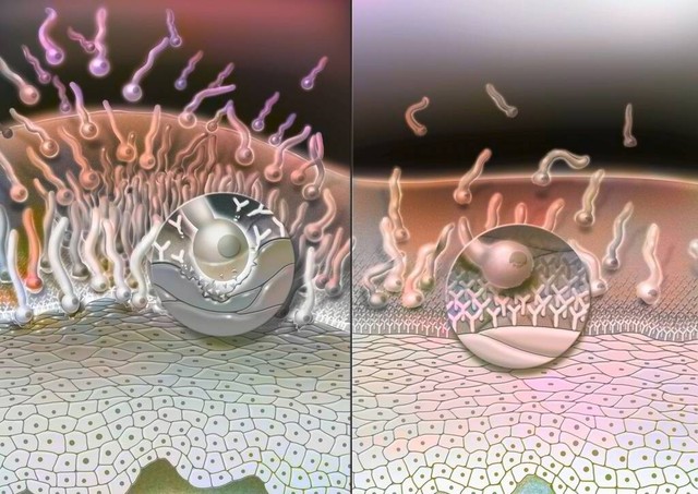 误食月经血怎么办,误食妇科药会怎样