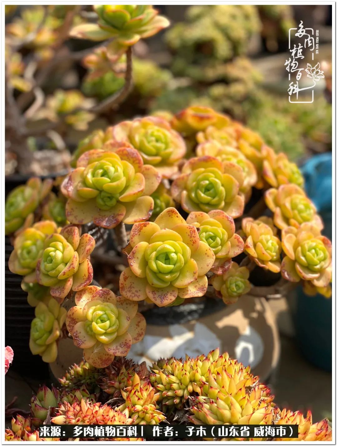 法师多肉成长史,法师多肉新手教程