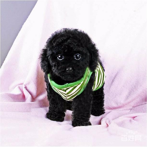 泰迪突然不活泼不粘主人了,家里的泰迪不听话怎么办