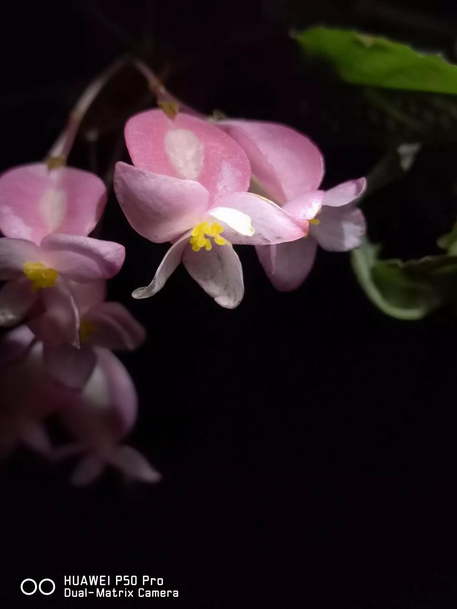 花草种类名称介绍,各种各样的花草名称大全