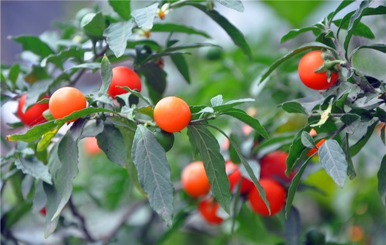 常见有毒花千万别碰,世上有毒的花和植物