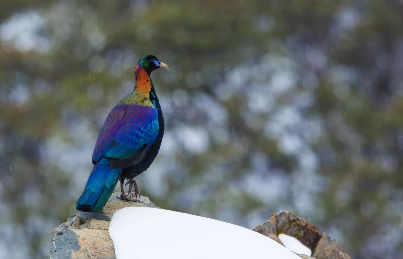 绿尾虹雉摄影,绿尾虹雉鹰鸡
