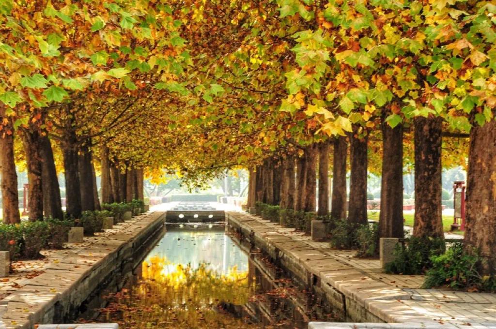 怀念秋天里的悬玲木