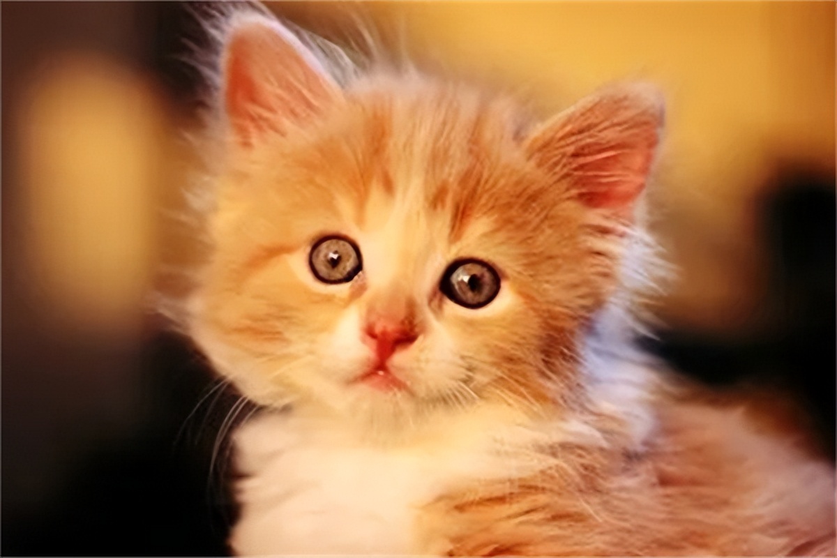 猫咪尿频每次就几滴怎么治疗,普安特宠物猫咪驱虫药