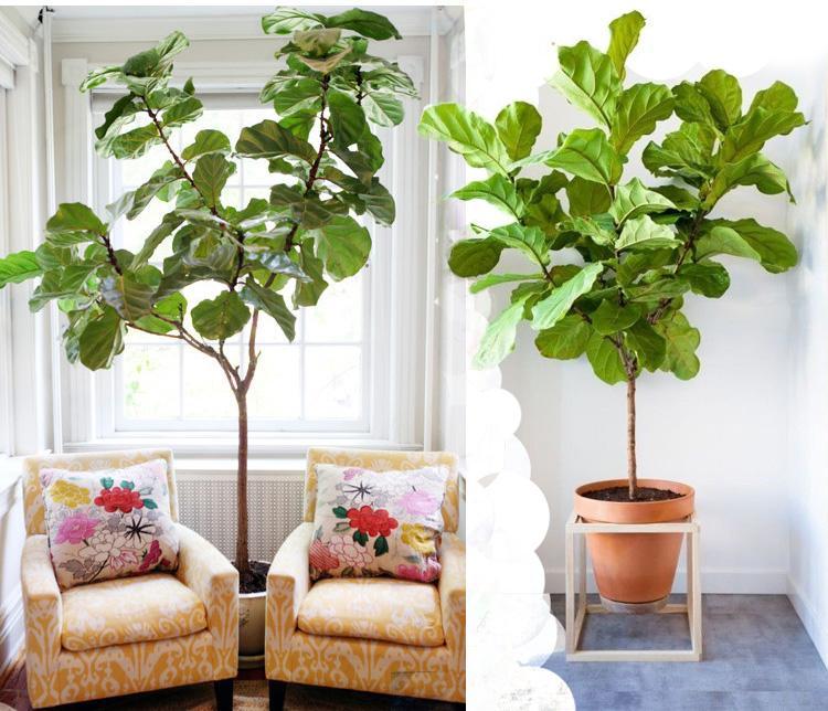 老人说，客厅见树，10家有9富，说得是真的吗？推荐9种吉祥树