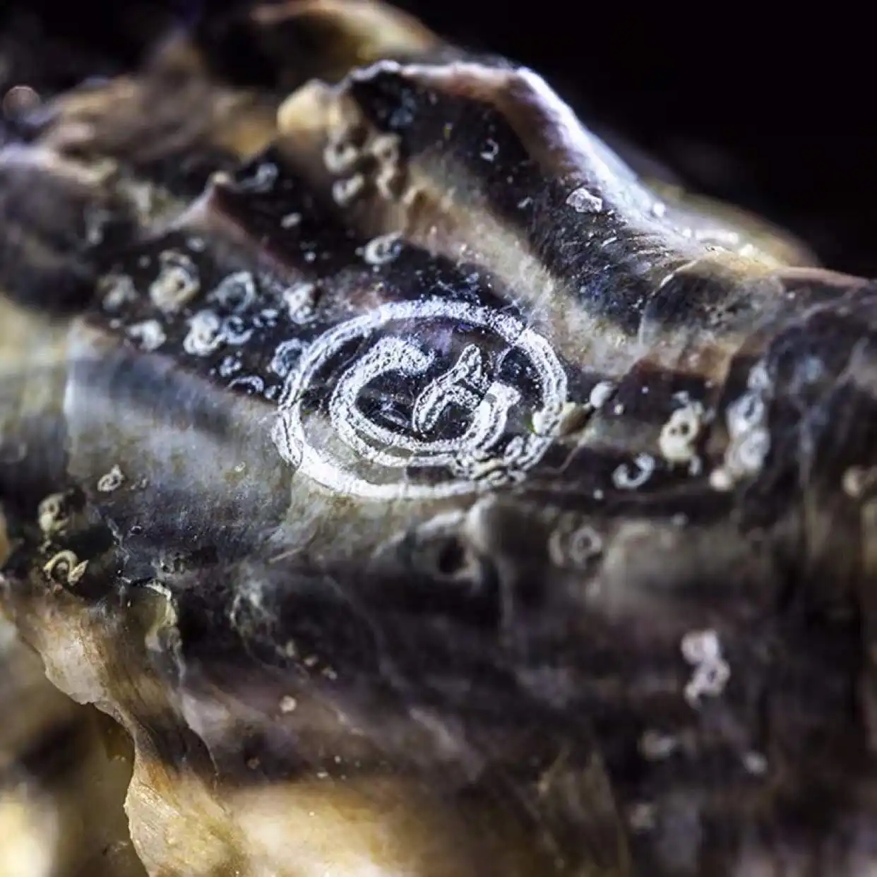 代理当事人成功阻击“吉娜多”生蚝的打假维权