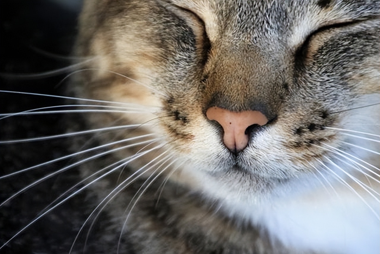 猫咪的胡子正常是怎样的,猫咪的胡须小知识