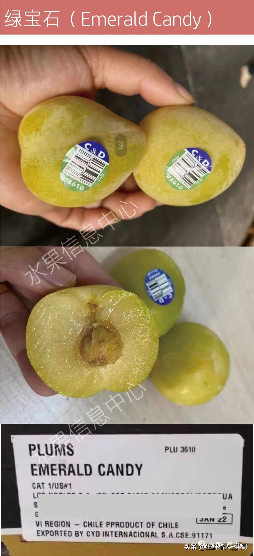 珠宝李与太阳李的区别,樱桃李和珠宝李的区别