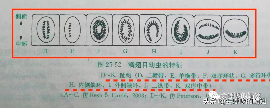绿尾大蚕蛾对人有危害么,绿尾大蚕蛾有什么预测方法