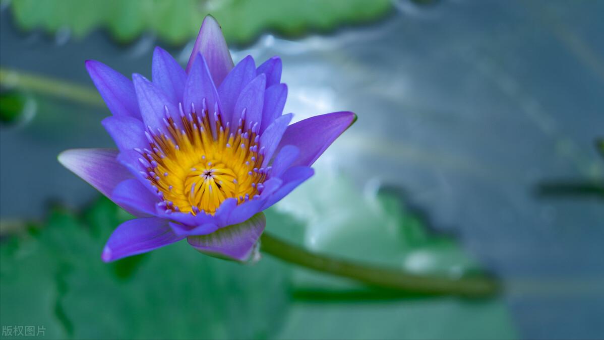 四天学完《封神演义》成语4