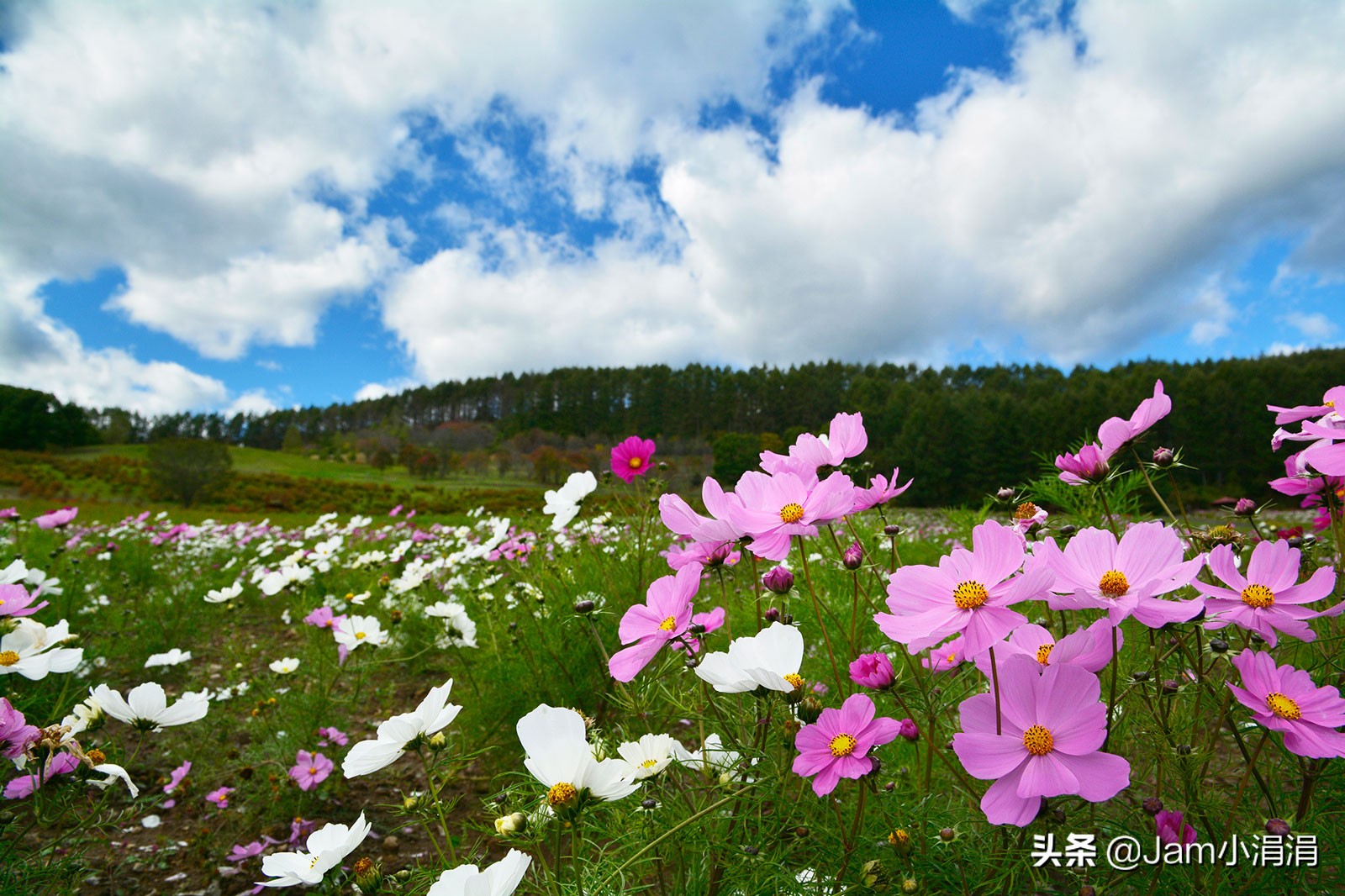 适合拍花的滤镜高级,拍春天适合用什么滤镜