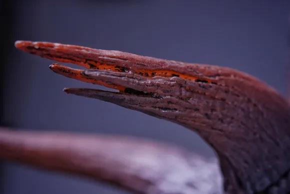 恐龙模型测评t-toy双脊龙jp版,安利亚恐龙模型镰刀龙