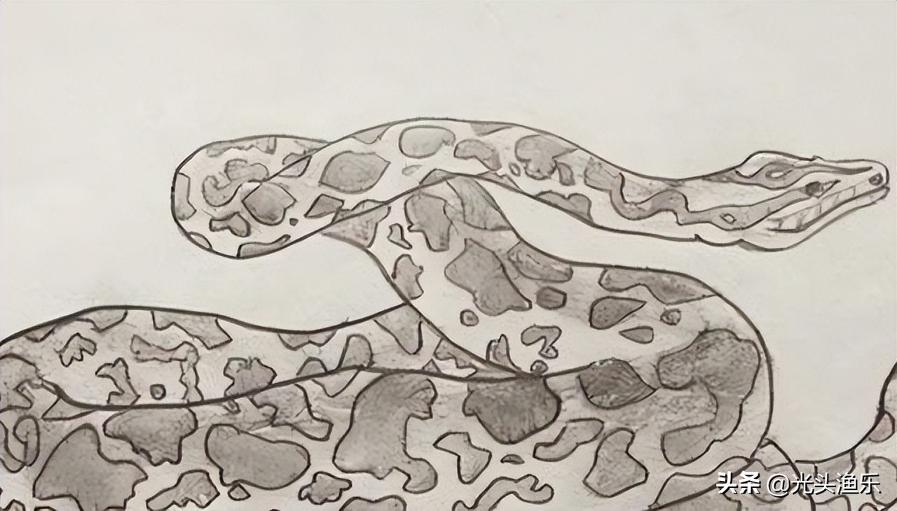 蚺蛇和巨蟒谁大,为什么蟒蛇有的又叫蚺