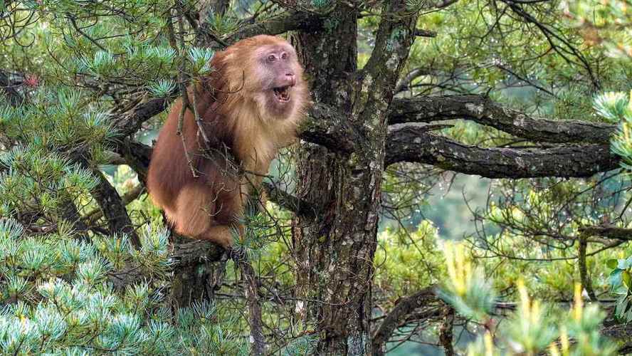 动物园全部被虎王咬死的故事,动物世界雄狮咬死鬣狗首领