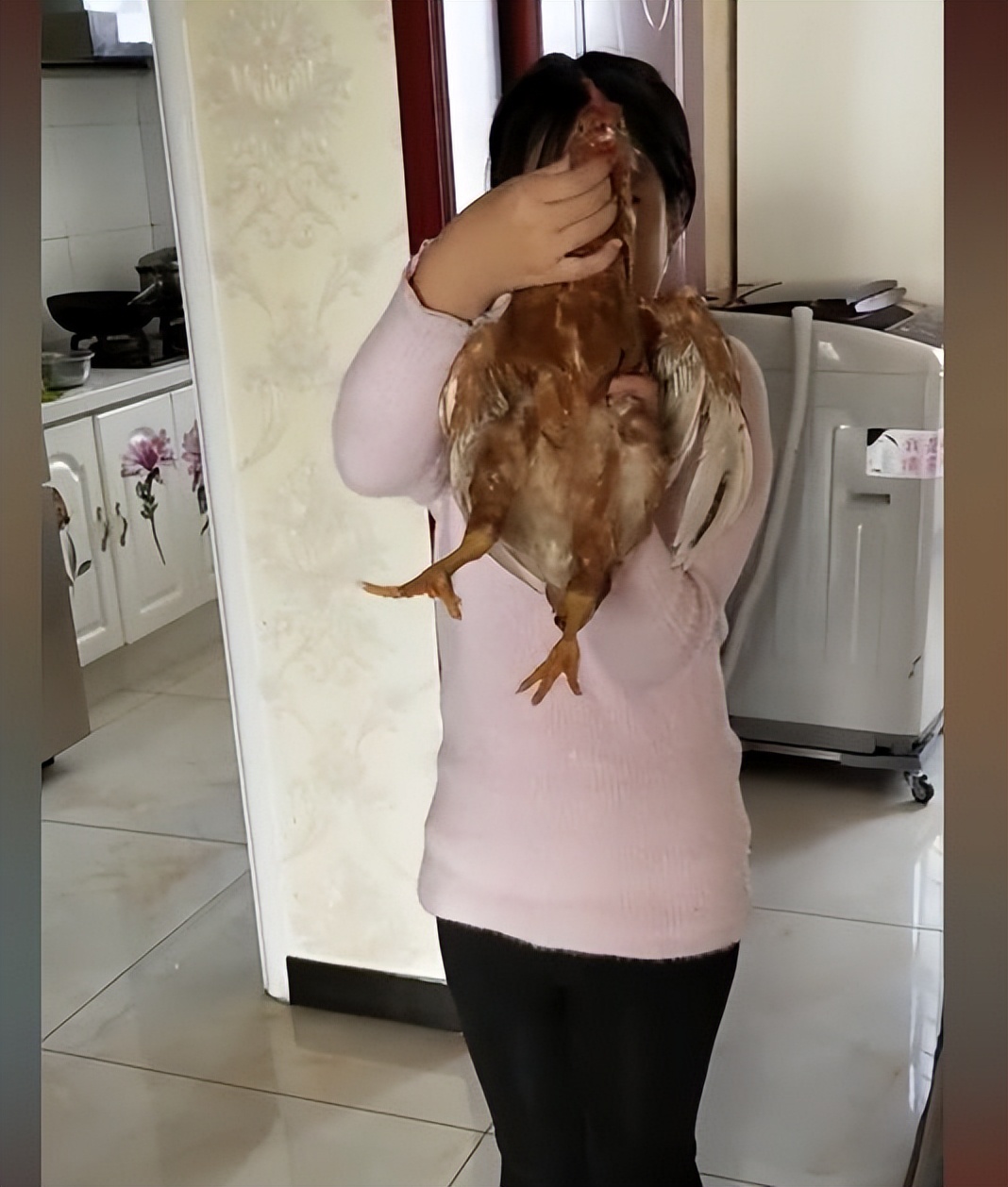 花500元买只宠物 (1元买只宠物鸡)