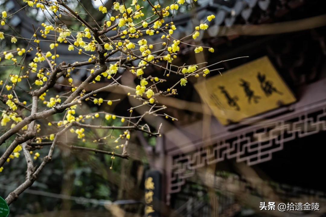 南京红梅花价格,南京的梅花是什么样的