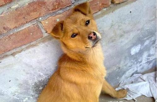 狗狗突然疯狂舔地板呕吐怎么回事,狗狗最近老是到处舔是什么原因